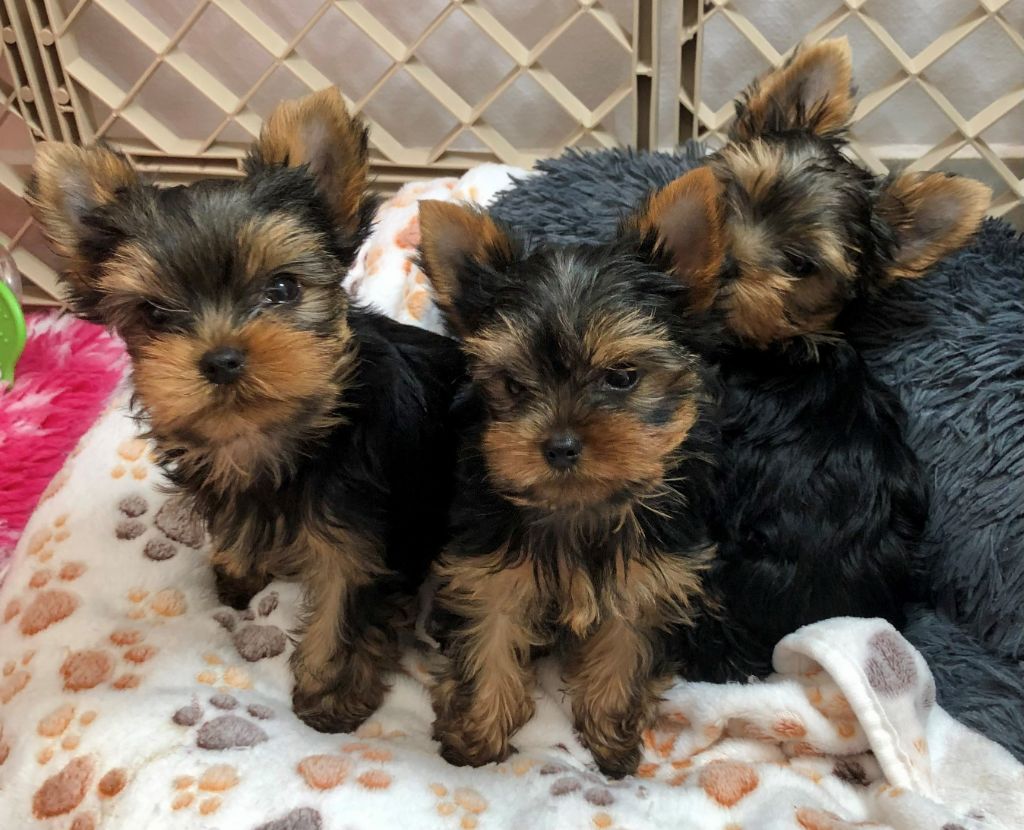 chiot Yorkshire Terrier De Lady Augusta