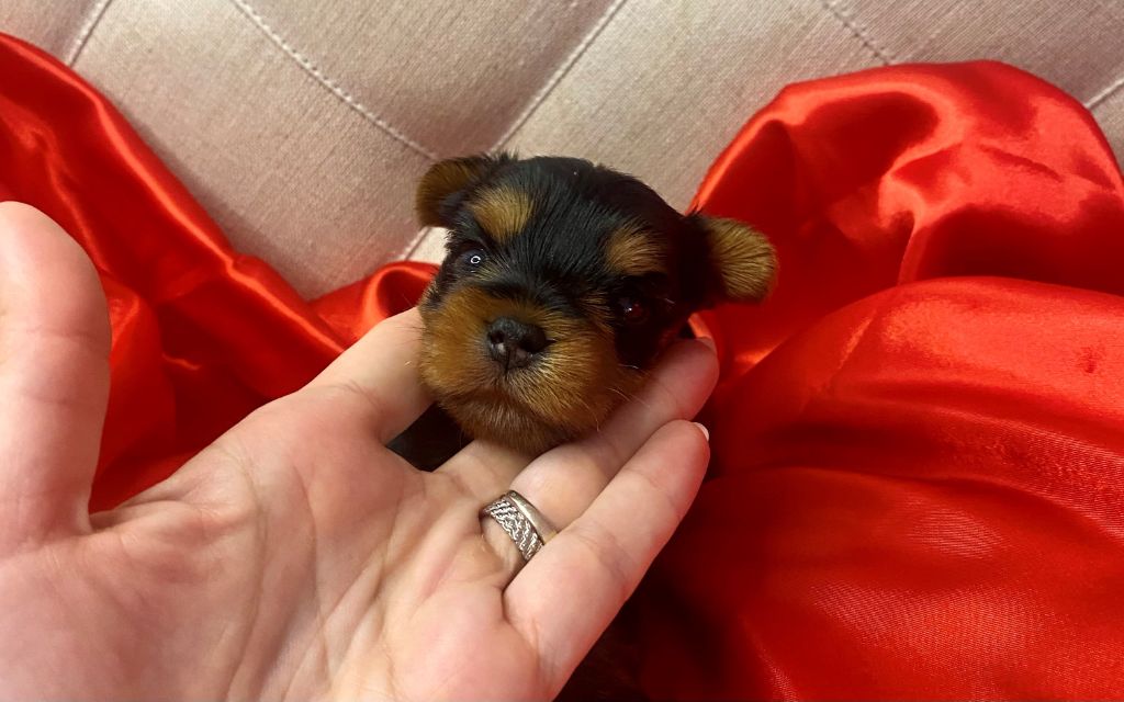 De Lady Augusta - Chiot disponible  - Yorkshire Terrier