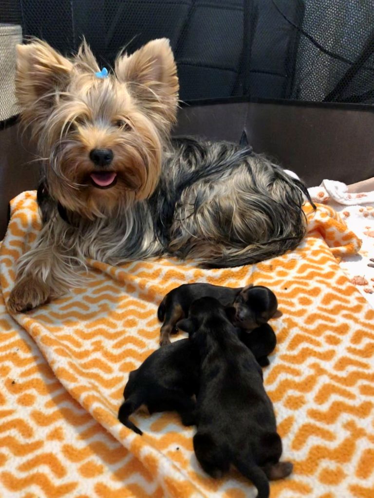 les bébés de suzie