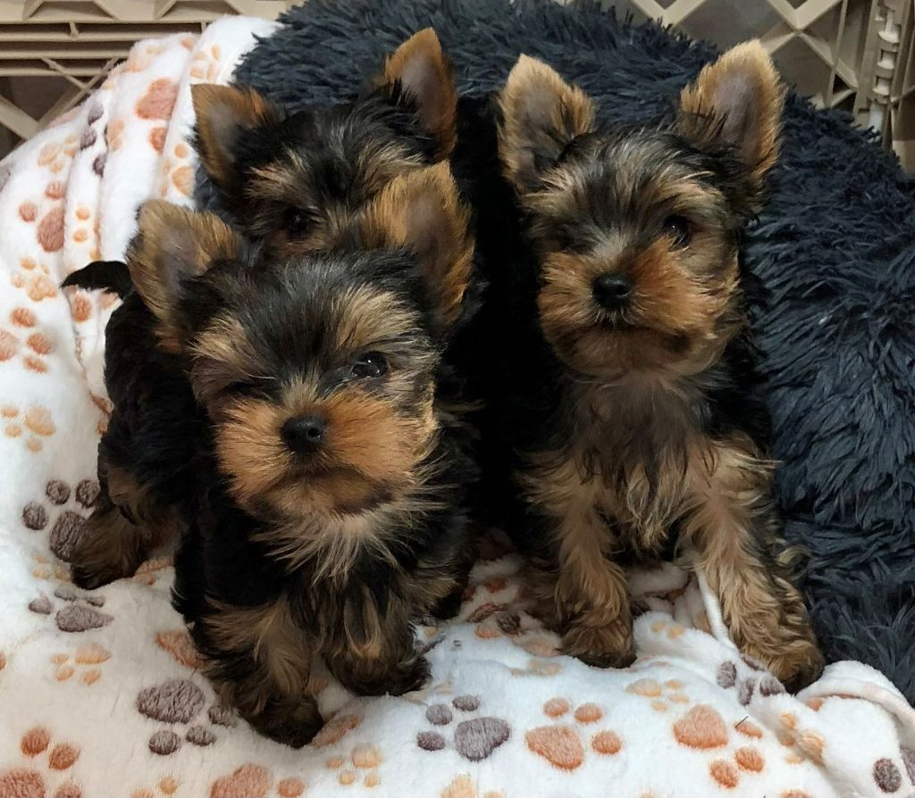 les bébés de scarlett