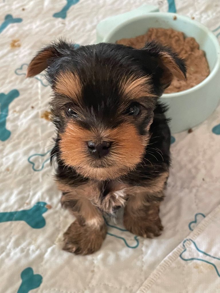 les bébés de jasmine