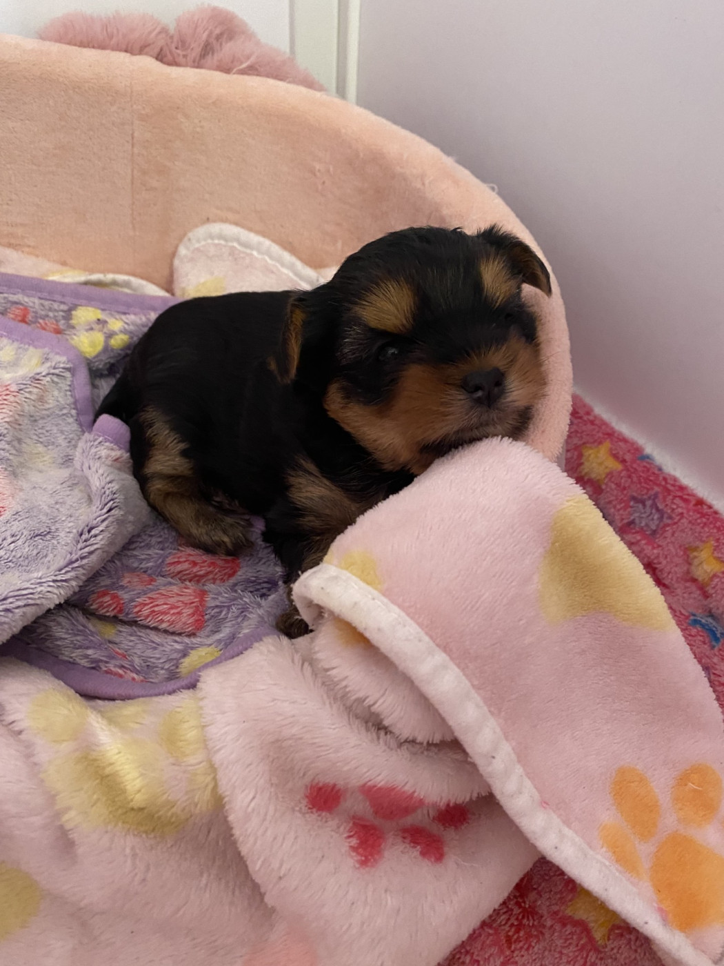 De Lady Augusta - Chiots disponibles - Yorkshire Terrier