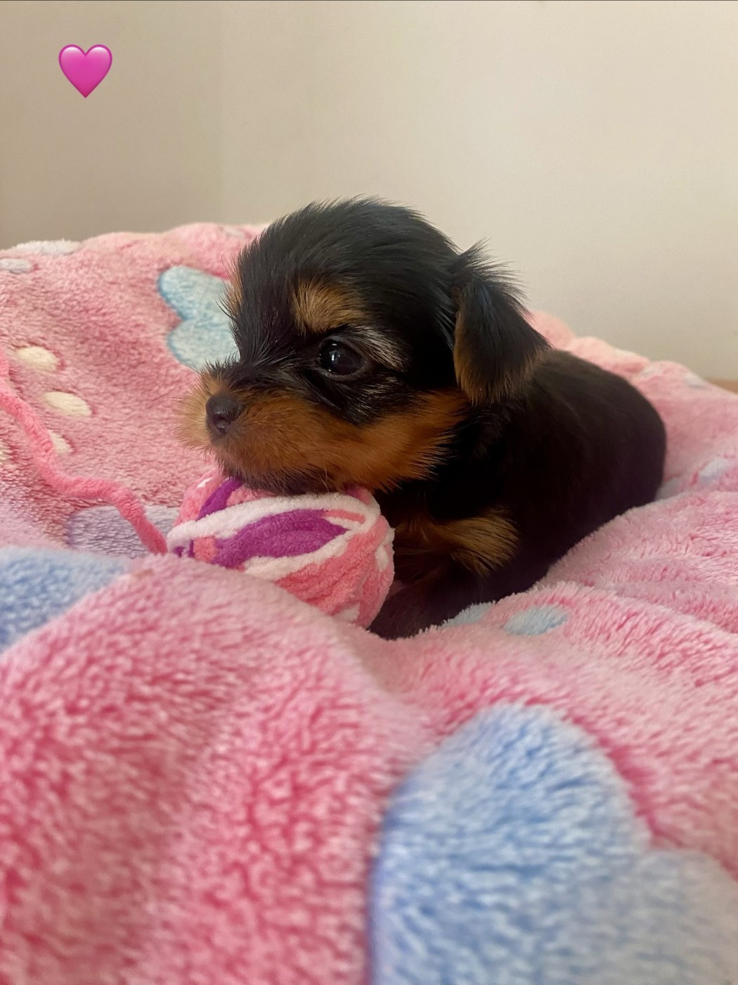 De Lady Augusta - Chiots disponibles - Yorkshire Terrier