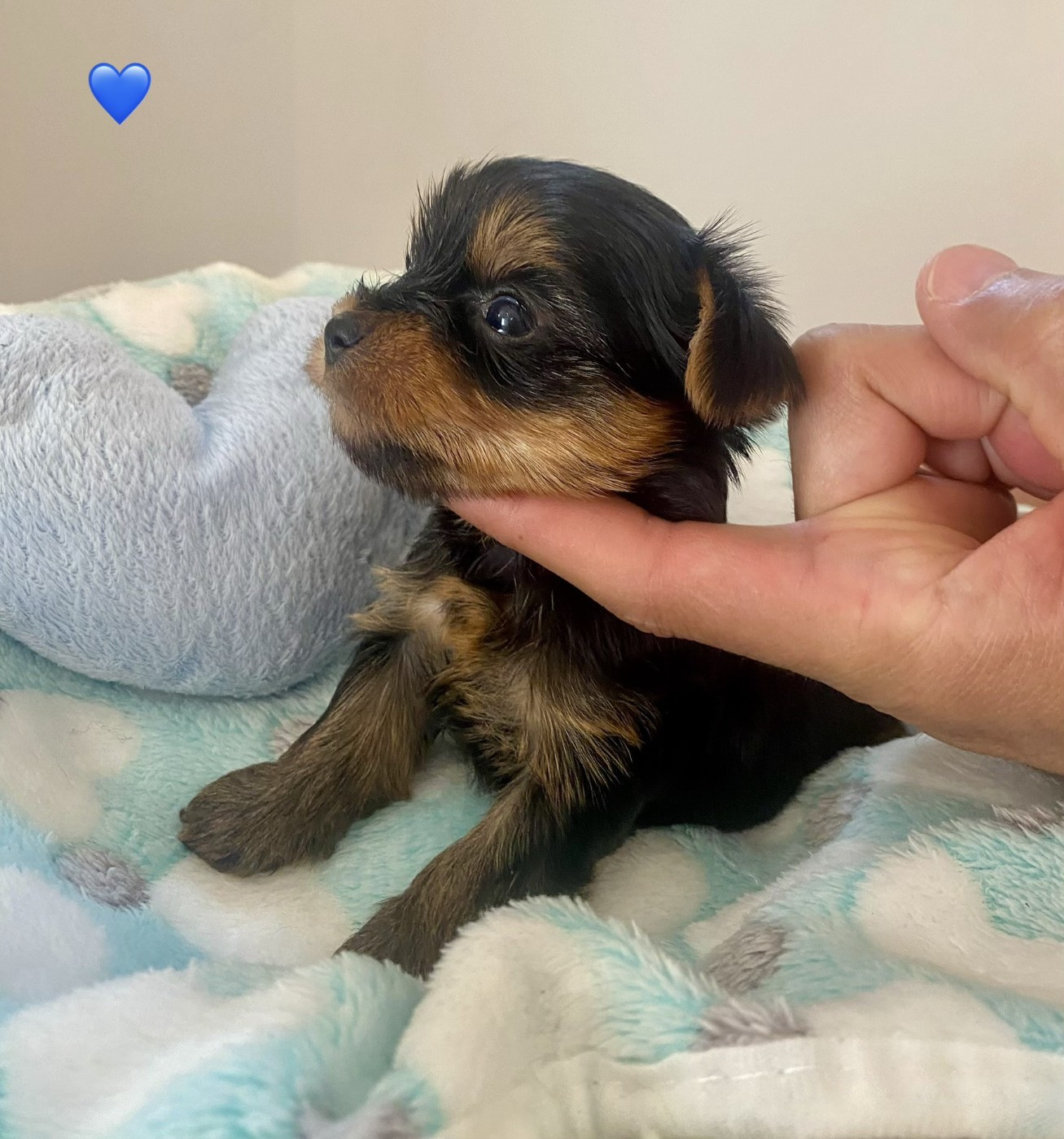 De Lady Augusta - Chiots disponibles - Yorkshire Terrier