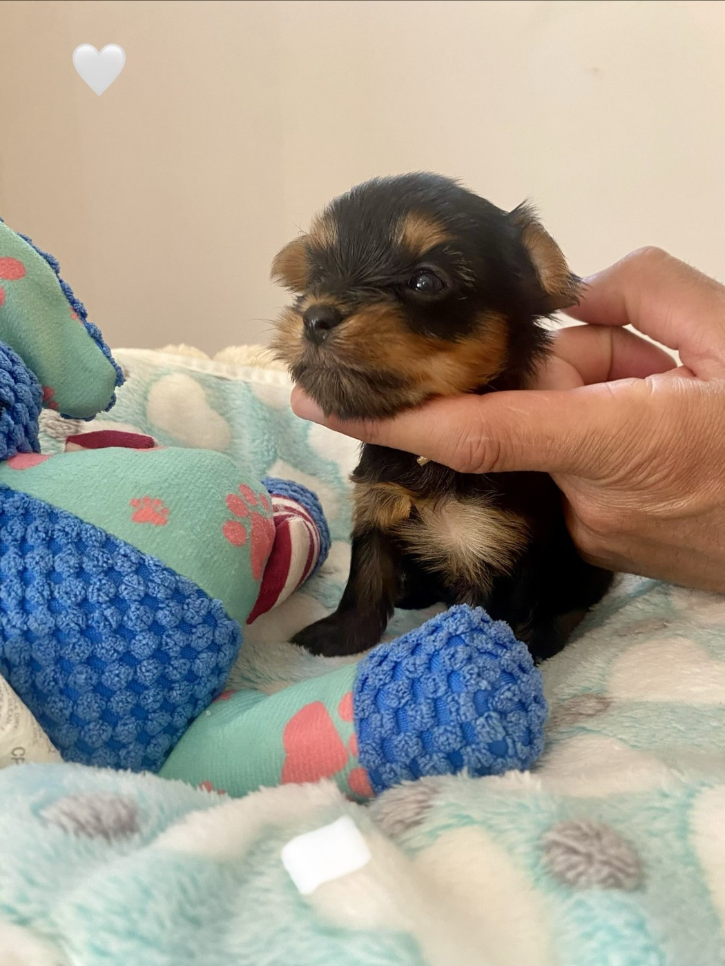 De Lady Augusta - Chiots disponibles - Yorkshire Terrier