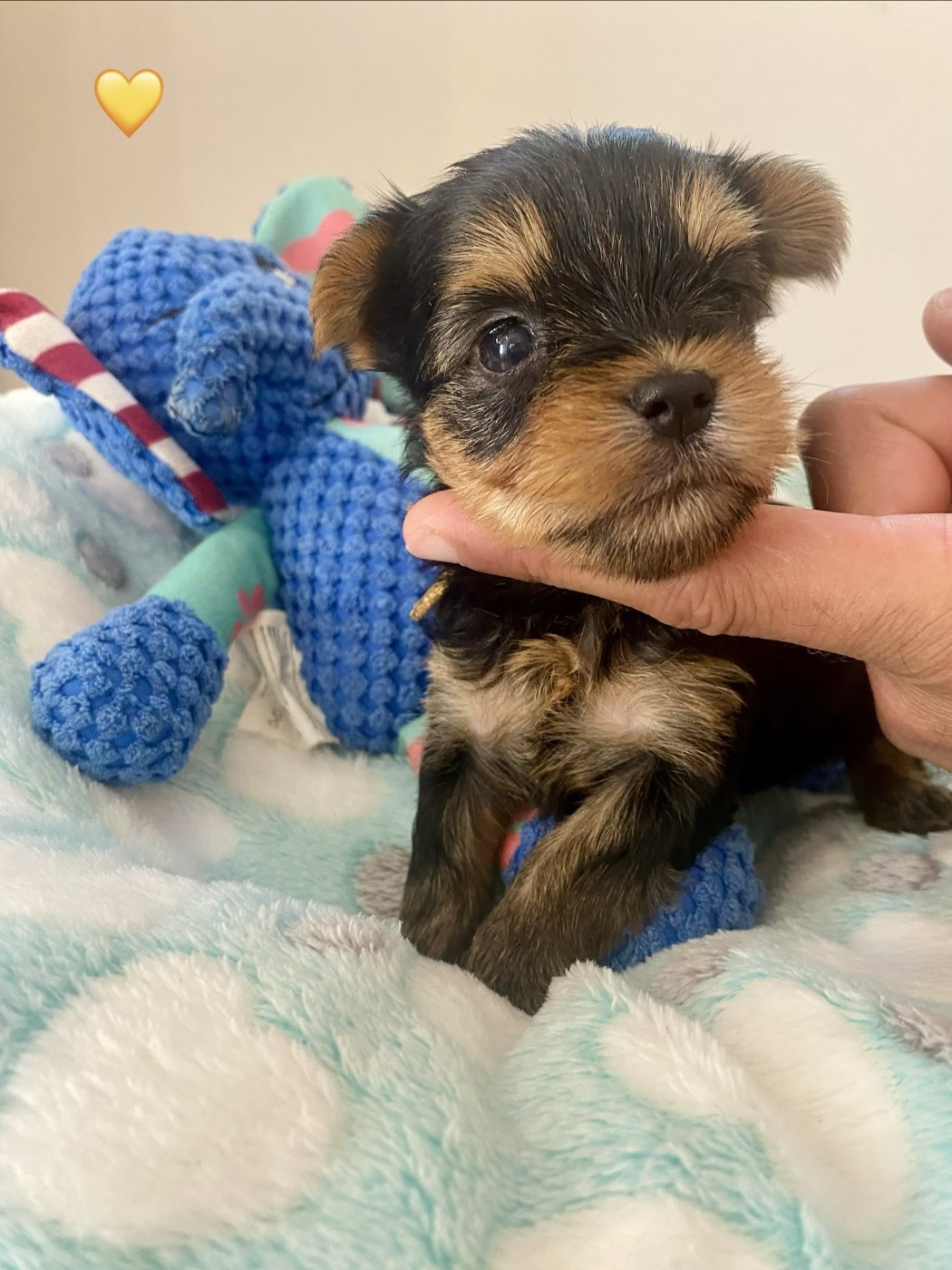 De Lady Augusta - Chiots disponibles - Yorkshire Terrier