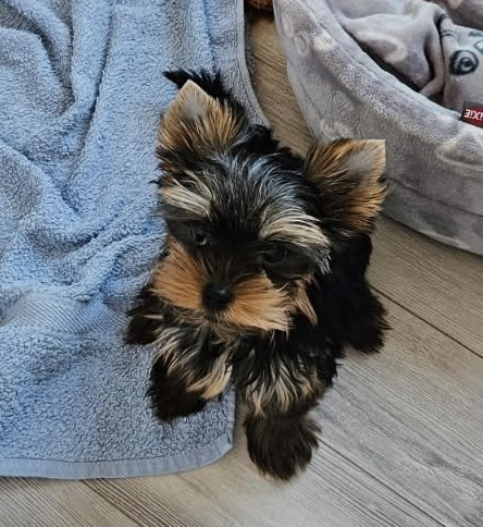 De Lady Augusta - Chiots disponibles - Yorkshire Terrier