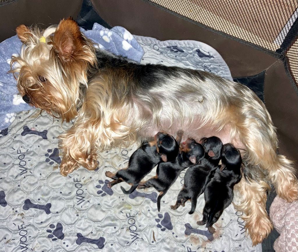 De Lady Augusta - Yorkshire Terrier - Portée née le 13/06/2025